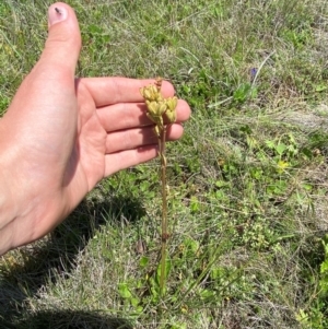 Aciphylla simplicifolia at Kosciuszko National Park - 29 Jan 2024