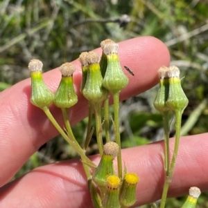 Senecio nigrapicus at Kosciuszko National Park - 29 Jan 2024