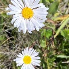 Brachyscome aculeata (Hill Daisy) at Long Plain, NSW - 29 Jan 2024 by Tapirlord