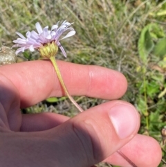 Brachyscome aculeata at Kosciuszko National Park - 29 Jan 2024 01:50 PM