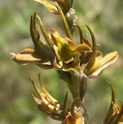 Prasophyllum canaliculatum at Long Plain, NSW - 29 Jan 2024 by Tapirlord