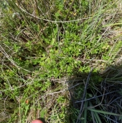 Poranthera oreophila at Kosciuszko National Park - 29 Jan 2024