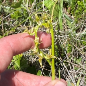 Prasophyllum sphacelatum at Kosciuszko National Park - 29 Jan 2024