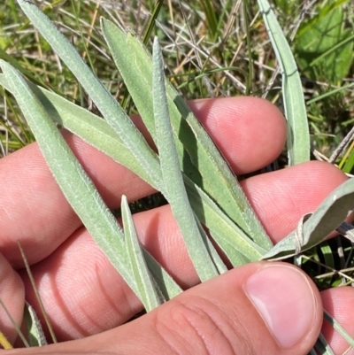 Craspedia adenophora (Sticky Billy Buttons) at Long Plain, NSW - 29 Jan 2024 by Tapirlord