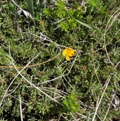 Pultenaea fasciculata (Bundled Bush-pea) at Long Plain, NSW - 29 Jan 2024 by Tapirlord