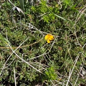 Pultenaea fasciculata at Kosciuszko National Park - 29 Jan 2024 01:45 PM