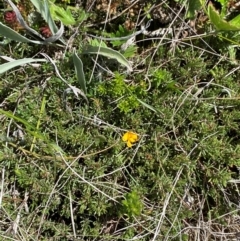 Pultenaea fasciculata at Kosciuszko National Park - 29 Jan 2024 01:45 PM