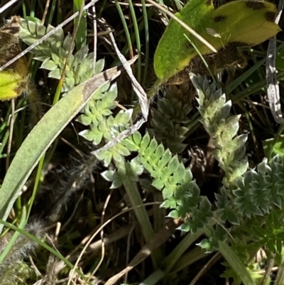 Oreomyrrhis argentea (Silver Carraway) at Kosciuszko National Park - 29 Jan 2024 by Tapirlord
