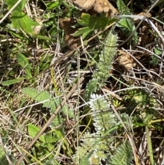 Oreomyrrhis argentea at Kosciuszko National Park - 29 Jan 2024 01:44 PM