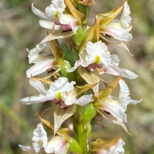 Paraprasophyllum alpestre at Kosciuszko National Park - 29 Jan 2024