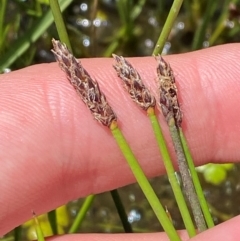 Eleocharis acuta (Common Spike-rush) at Tantangara, NSW - 29 Jan 2024 by Tapirlord