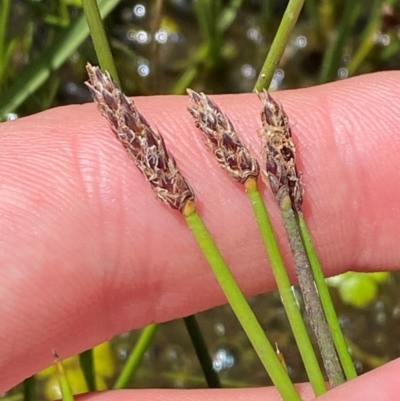 Eleocharis acuta (Common Spike-rush) at Kosciuszko National Park - 29 Jan 2024 by Tapirlord