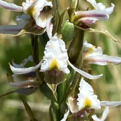 Prasophyllum candidum (Kiandra Leek Orchid) at Kosciuszko National Park - 29 Jan 2024 by Tapirlord