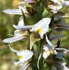 Paraprasophyllum candidum at Kosciuszko National Park - suppressed