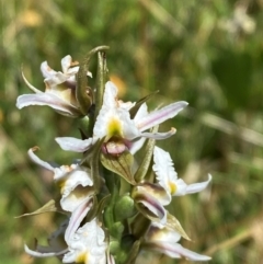 Paraprasophyllum candidum at Kosciuszko National Park - suppressed