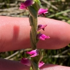 Spiranthes australis (Austral Ladies Tresses) at Kosciuszko National Park - 29 Jan 2024 by Tapirlord