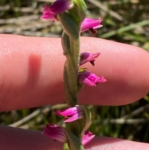 Spiranthes australis at Kosciuszko National Park - 29 Jan 2024