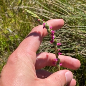 Spiranthes australis at Kosciuszko National Park - 29 Jan 2024