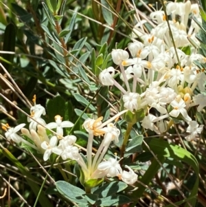 Pimelea glauca at Kosciuszko National Park - 29 Jan 2024 10:58 AM