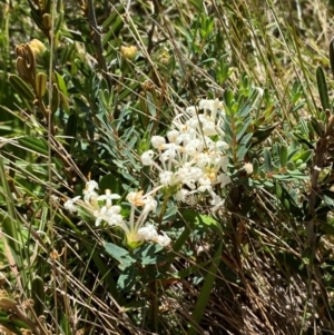 Pimelea glauca at Kosciuszko National Park - 29 Jan 2024 10:58 AM