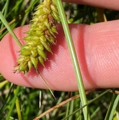 Carex blakei (Blake's Sedge) at Kosciuszko National Park - 28 Jan 2024 by Tapirlord