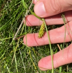 Carex blakei at Kosciuszko National Park - 29 Jan 2024 10:35 AM