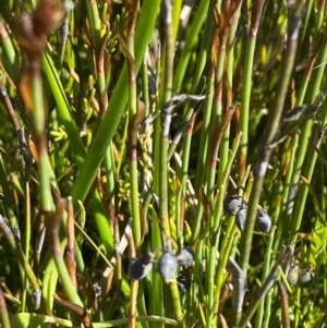 Sphaerolobium minus at Kosciuszko National Park - 29 Jan 2024