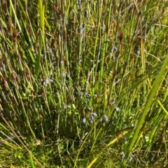 Sphaerolobium minus at Kosciuszko National Park - 29 Jan 2024 10:25 AM