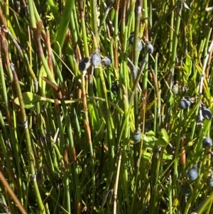 Sphaerolobium minus at Kosciuszko National Park - 29 Jan 2024