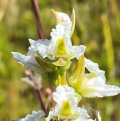 Paraprasophyllum viriosum (Stocky leek orchid) at Kosciuszko National Park - 29 Jan 2024 by Tapirlord