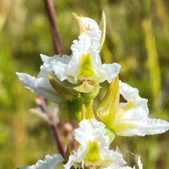 Prasophyllum viriosum (Stocky leek orchid) at Kosciuszko National Park - 28 Jan 2024 by Tapirlord