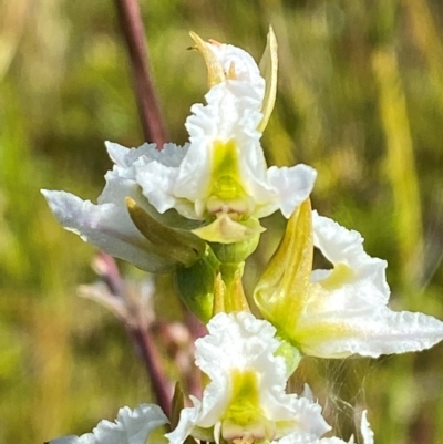 Prasophyllum viriosum (Stocky leek orchid) at Kosciuszko National Park - 28 Jan 2024 by Tapirlord