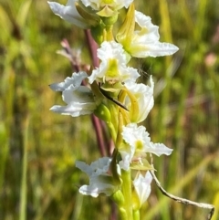 Prasophyllum viriosum at Kosciuszko National Park - 29 Jan 2024