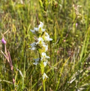 Prasophyllum viriosum at Kosciuszko National Park - 29 Jan 2024