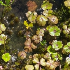 Hydrocotyle rivularis (A Pennywort) at Kosciuszko National Park - 28 Jan 2024 by Tapirlord