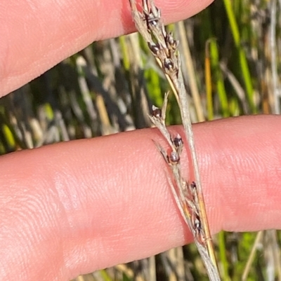 Baumea gunnii (Slender Twig-rush) at Kosciuszko National Park - 28 Jan 2024 by Tapirlord