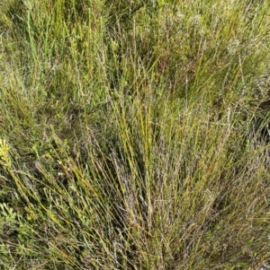 Machaerina gunnii at Kosciuszko National Park - 29 Jan 2024 10:20 AM