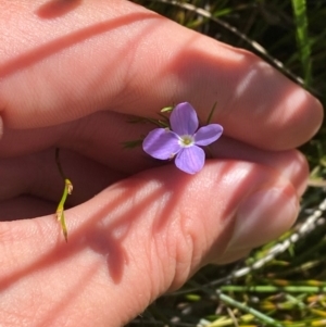 Veronica subtilis at Kosciuszko National Park - 29 Jan 2024 10:18 AM