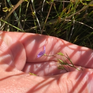 Veronica subtilis at Kosciuszko National Park - 29 Jan 2024 10:18 AM