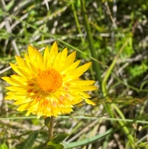 Xerochrysum subundulatum at Kosciuszko National Park - 29 Jan 2024 10:17 AM