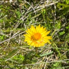 Xerochrysum subundulatum at Kosciuszko National Park - 29 Jan 2024 10:17 AM