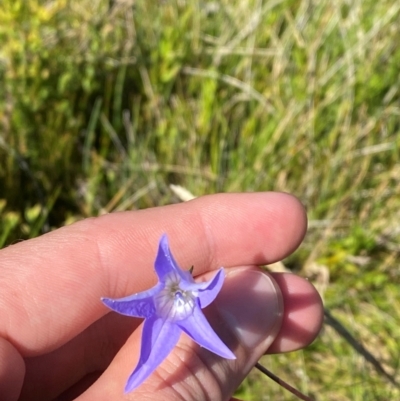 Wahlenbergia ceracea (Waxy Bluebell) at Kosciuszko National Park - 28 Jan 2024 by Tapirlord