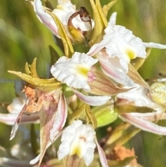 Prasophyllum viriosum (Stocky leek orchid) at Kosciuszko National Park - 28 Jan 2024 by Tapirlord