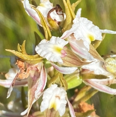 Prasophyllum viriosum (Stocky leek orchid) at Kosciuszko National Park - 28 Jan 2024 by Tapirlord