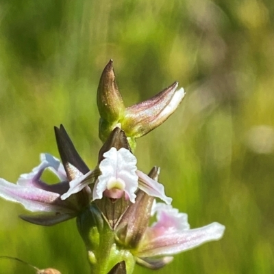 Prasophyllum venustum (Charming leek orchid) at Kosciuszko National Park - 28 Jan 2024 by Tapirlord
