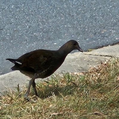 Gallinula tenebrosa (Dusky Moorhen) at Kingston, ACT - 12 Mar 2024 by MatthewFrawley