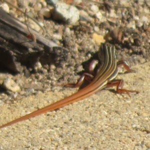 Ctenotus taeniolatus at ANBG - 12 Mar 2024