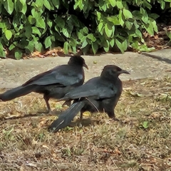 Corcorax melanorhamphos (White-winged Chough) at Kingston, ACT - 12 Mar 2024 by MatthewFrawley