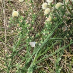 Zizina otis (Common Grass-Blue) at Jerrabomberra Grassland - 1 Mar 2024 by MaryLyons