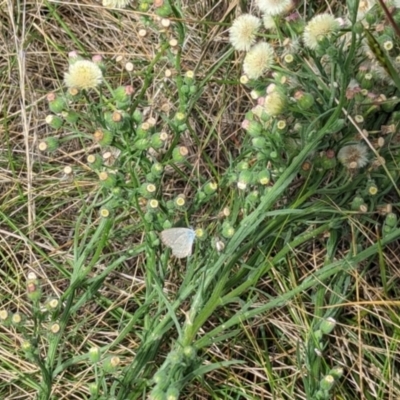 Zizina otis (Common Grass-Blue) at Jerrabomberra East Offset (JE_4) - 1 Mar 2024 by MaryLyons